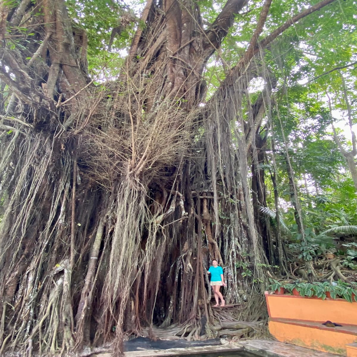 Old Balete Tree with sprawling roots and spring pool