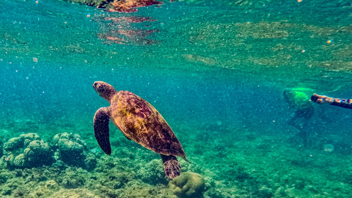 Snorkeler swimming alongside massive turtle in Apo Island